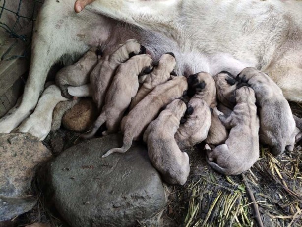 Foto - Sahibine servet kazandırdı
