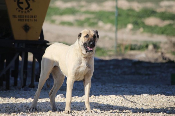 Foto - Sahibine servet kazandırdı