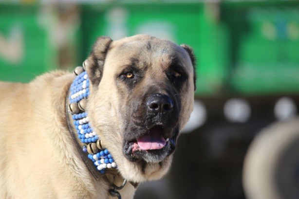 Foto - Sahibine servet kazandırdı