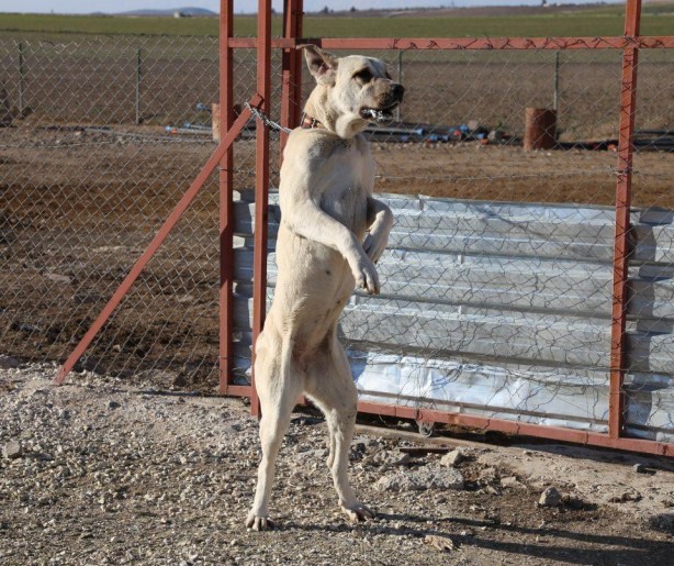 Foto - Sahibine servet kazandırdı