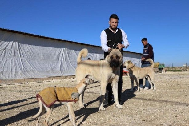 Foto - Sahibine servet kazandırdı