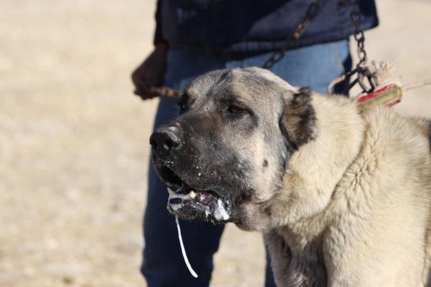 Foto - Sahibine servet kazandırdı