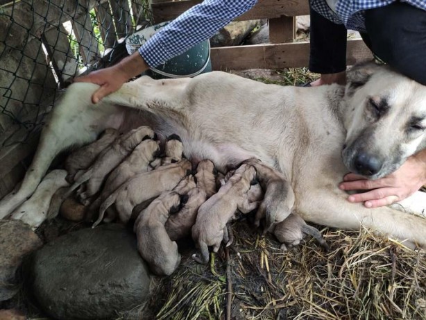 Foto - Sahibine servet kazandırdı