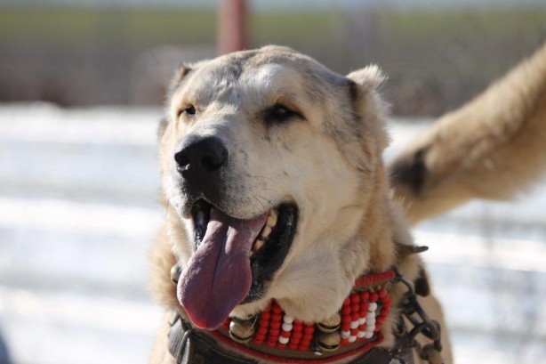 Foto - Sahibine servet kazandırdı