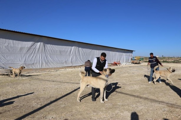 Foto - Sahibine servet kazandırdı
