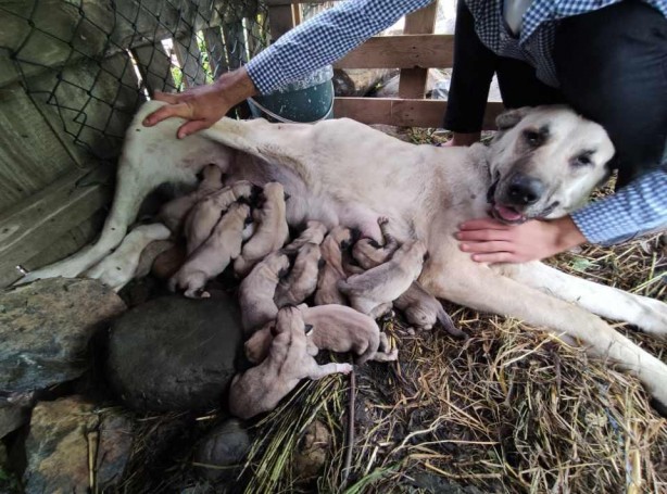 Foto - Sahibine servet kazandırdı