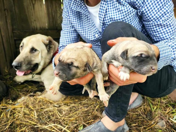 Sahibine servet kazandırdı