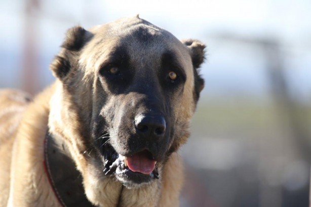 Foto - Sahibine servet kazandırdı