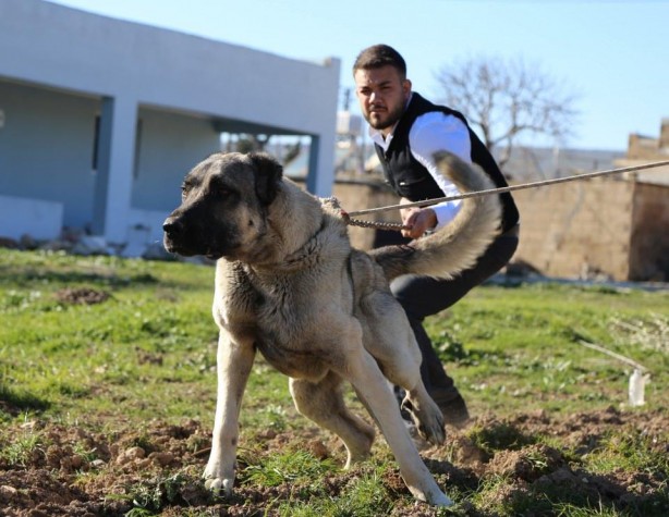 Foto - Sahibine servet kazandırdı