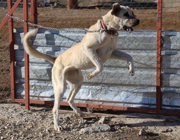 Foto - Sahibine servet kazandırdı