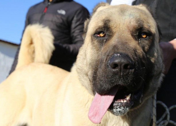 Foto - Sahibine servet kazandırdı