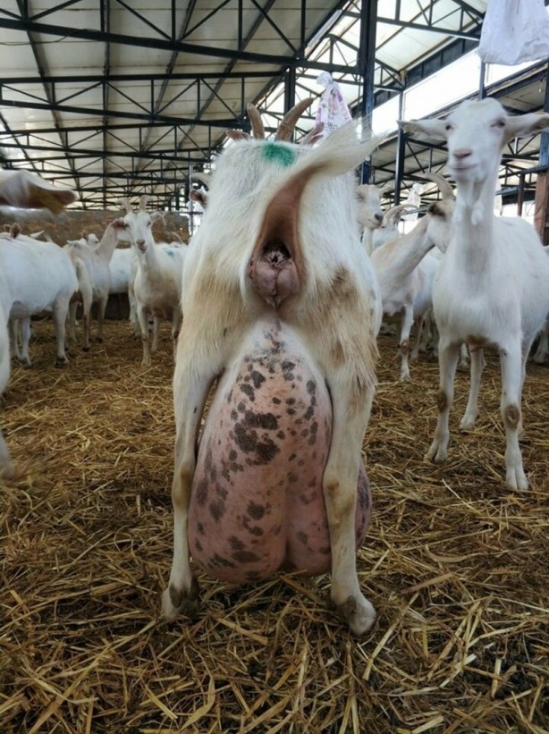 Foto - Sahibini şoke etti! Bir günde ağırlığının yarısı kadar süt vererek rekor kırdı