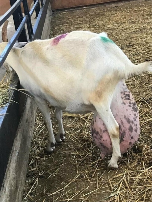 Foto - Sahibini şoke etti! Bir günde ağırlığının yarısı kadar süt vererek rekor kırdı