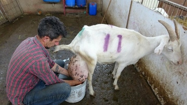 Sahibini şoke etti! Bir günde ağırlığının yarısı kadar süt vererek rekor kırdı