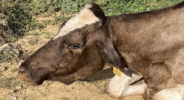 Foto - Sahibinin başında bıçakla beklediği ineği kesilmekten itfaiye kurtardı