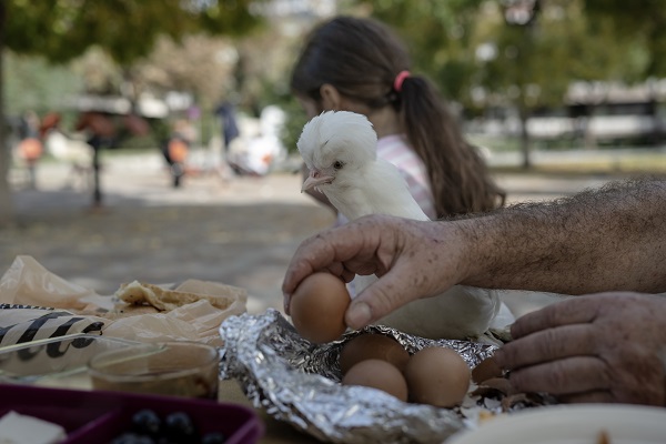 Foto - Sahibinin yanından ayrılmıyor! Bildiğiniz tüm tavukları unutun! 
