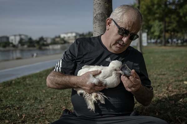 Foto - Sahibinin yanından ayrılmıyor! Bildiğiniz tüm tavukları unutun! 