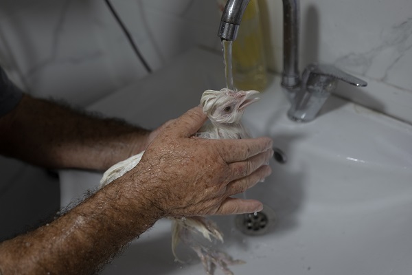 Foto - Sahibinin yanından ayrılmıyor! Bildiğiniz tüm tavukları unutun! 