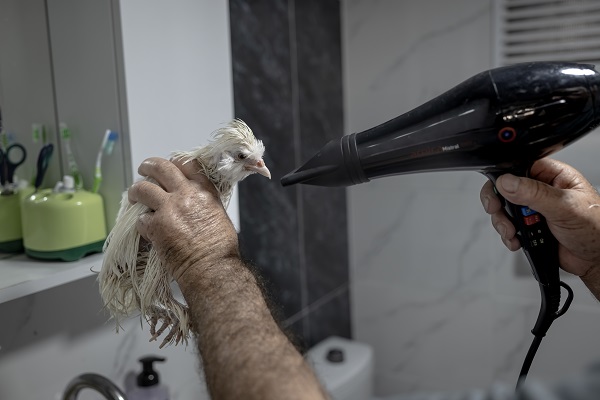 Foto - Sahibinin yanından ayrılmıyor! Bildiğiniz tüm tavukları unutun! 