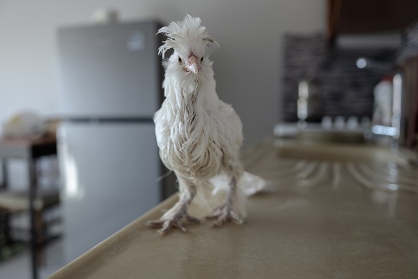 Foto - Sahibinin yanından ayrılmıyor! Bildiğiniz tüm tavukları unutun! 