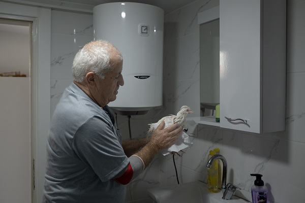 Foto - Sahibinin yanından ayrılmıyor! Bildiğiniz tüm tavukları unutun! 