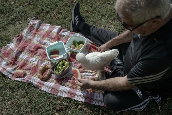 Foto - Sahibinin yanından ayrılmıyor! Bildiğiniz tüm tavukları unutun! 