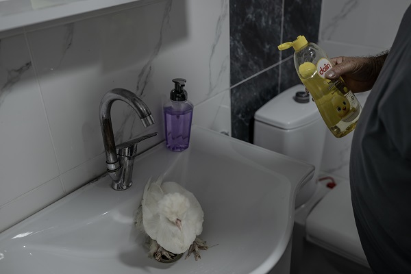 Foto - Sahibinin yanından ayrılmıyor! Bildiğiniz tüm tavukları unutun! 