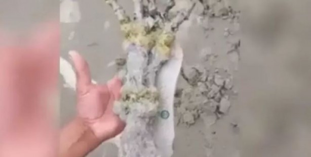 Foto - Sahilde dehşete düşüren görüntü! Sırrı hala çözülemedi