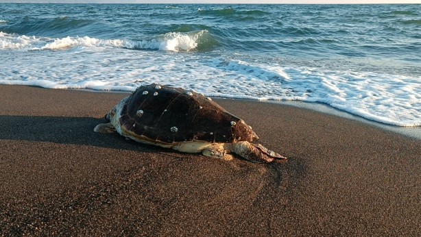 Foto - Sahilde endişelendiren görüntü! Vatandaşlar yetkililere haber verdi