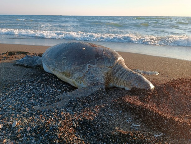 Foto - Sahilde endişelendiren görüntü! Vatandaşlar yetkililere haber verdi