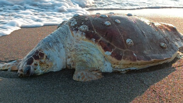 Foto - Sahilde endişelendiren görüntü! Vatandaşlar yetkililere haber verdi