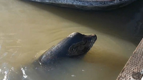 Sahilde oturan kızı bir anda suya çekti