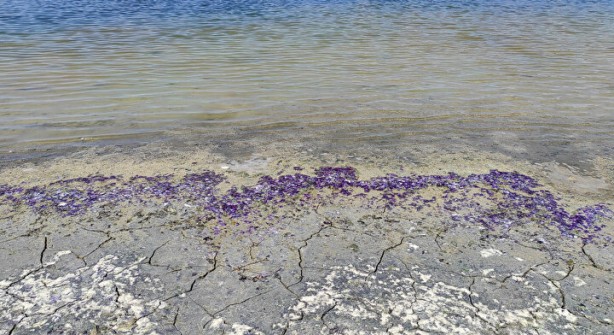 Foto - Sahildeki sıra dışı görüntünün nedeni belli oldu