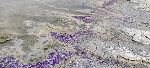 Foto - Sahildeki sıra dışı görüntünün nedeni belli oldu