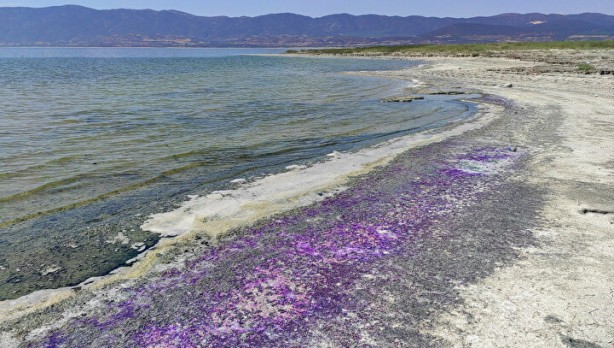 Sahildeki sıra dışı görüntünün nedeni belli oldu