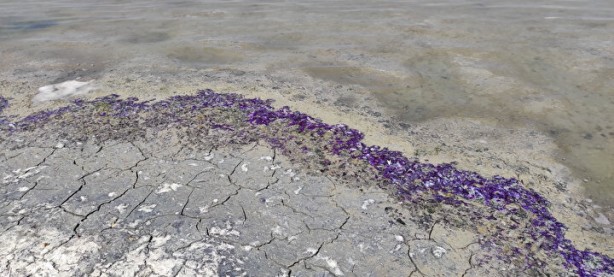 Foto - Sahildeki sıra dışı görüntünün nedeni belli oldu