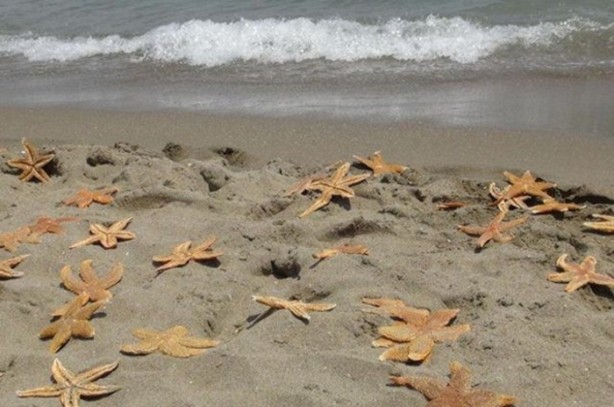 Foto - Sahile inenler gördükleri karşısında hayrete düştü!
