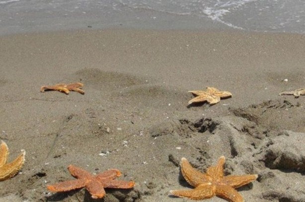  Sahile inenler gördükleri karşısında hayrete düştü!