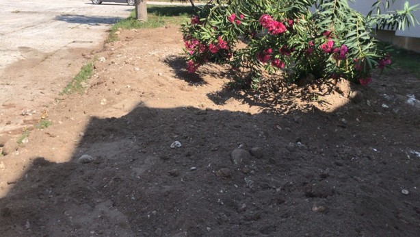 Foto - Sahile vuran balinanın nekropsi işlemleri tamamlandı