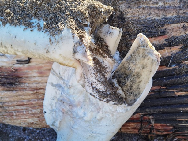 Sahile vuran balinanın nekropsi işlemleri tamamlandı
