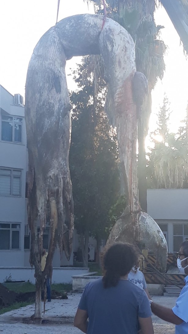 Foto - Sahile vuran balinanın nekropsi işlemleri tamamlandı