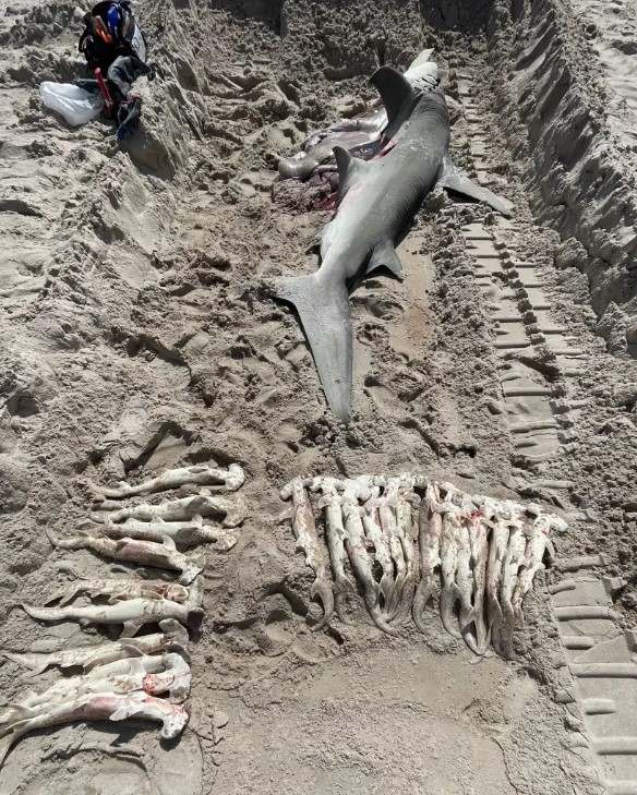 Foto - Sahile vuran ölü köpek balığının karnından çıkanlar dehşete düşürdü!