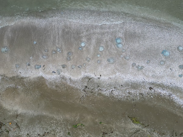 Sahiller bu hale geldi! İstila sürüyor