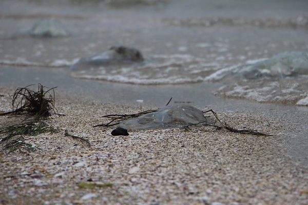 Foto - Sahiller bu hale geldi! İstila sürüyor