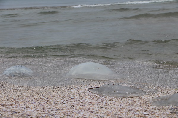 Foto - Sahiller bu hale geldi! İstila sürüyor