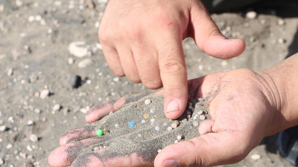 Foto - Sahillerimizde ortaya çıktı! Adeta zehirli bomba