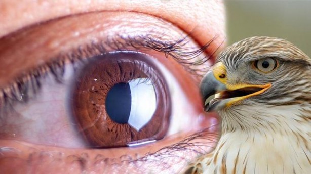 Şahin gibi gören gözler için 6 besin! Havuçtan bile güçlü kara lahana etkisi