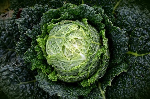 Foto - Şahin gibi gözler için 11 besin