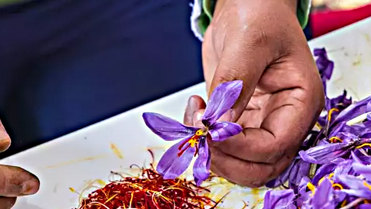 Foto - Şahin gibi keskin gözlerin sırrı bu baharatta! Büyüyen tehlike karşısında meğer görme kabiliyetini artırıyormuş