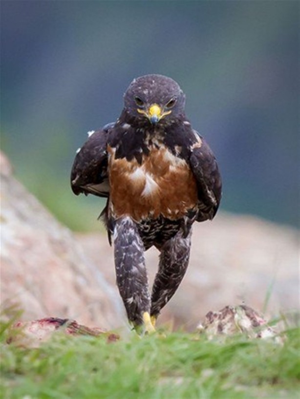 Şahinin karizması interneti salladı